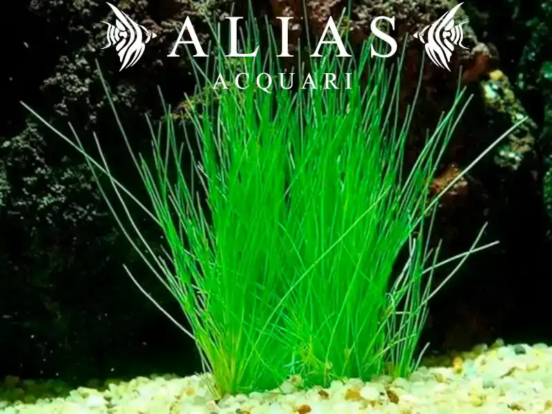 Eleocharis acicularis
