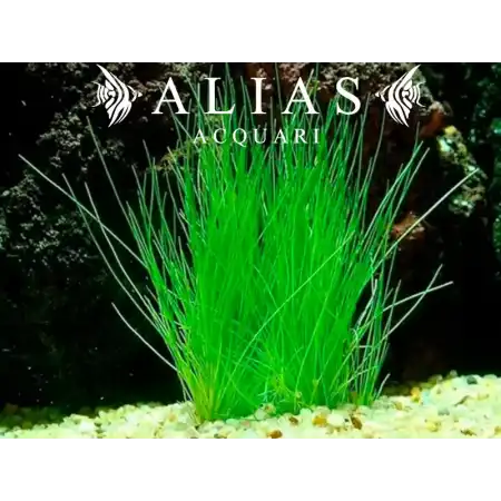 Eleocharis acicularis