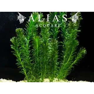 Egeria densa