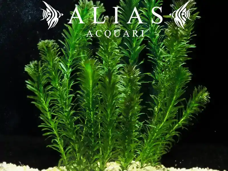 Egeria densa
