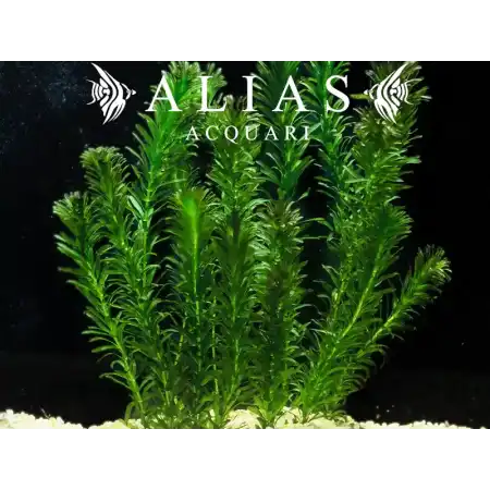 Egeria densa