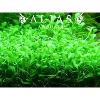 Glossostigma elatinoides