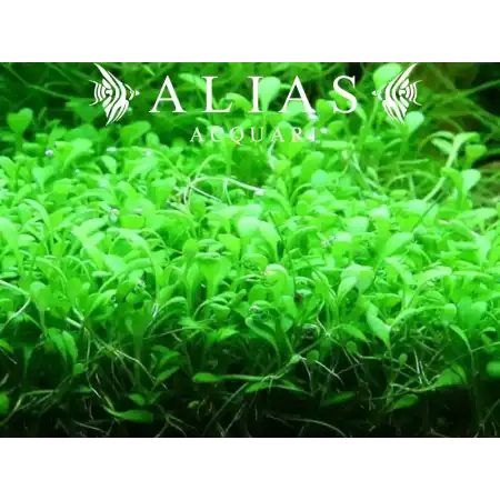 Glossostigma elatinoides
