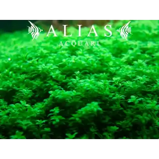 Hemianthus callitrichoides