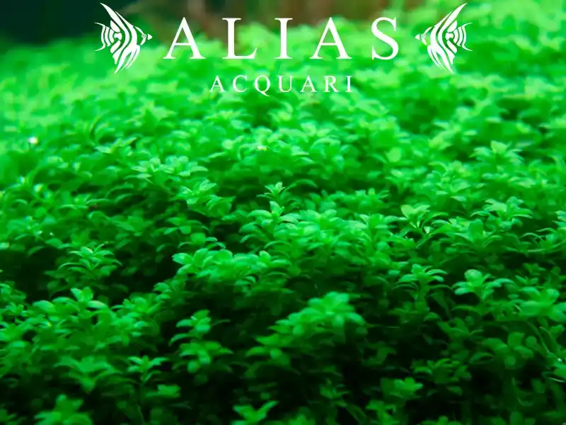 Hemianthus callitrichoides