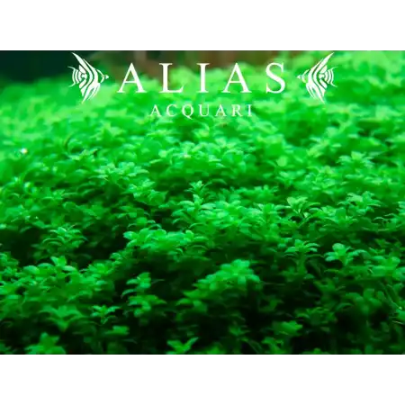 Hemianthus callitrichoides