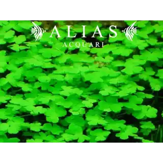 Hydrocotyle tripartita Japan