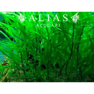 Hygrophila angustifolia
