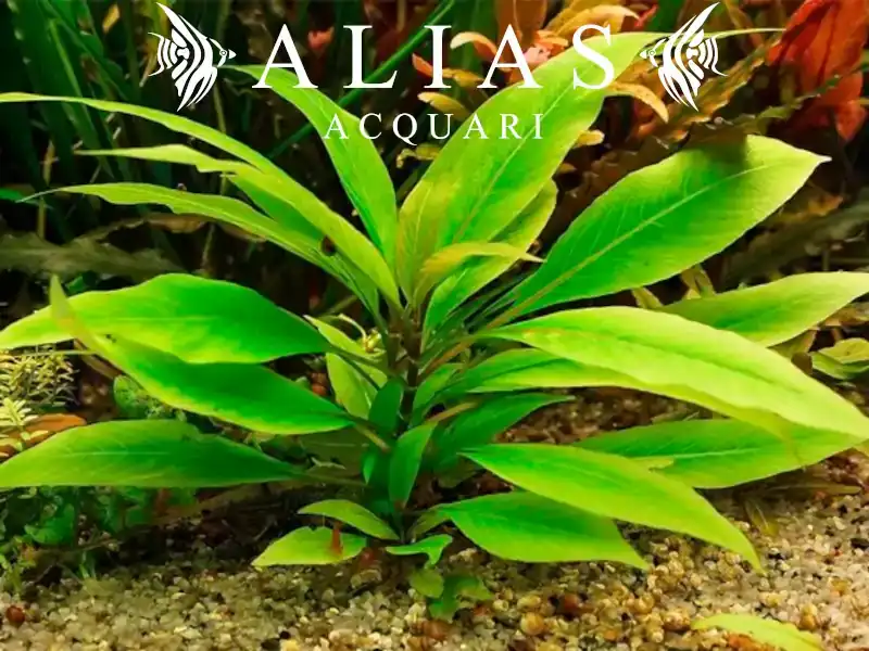 Hygrophila corymbosa