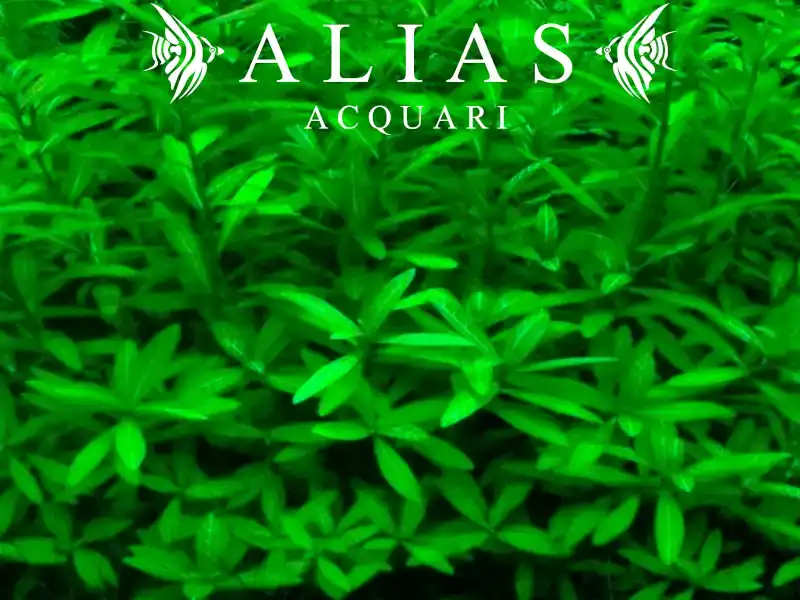 Hygrophila polysperma