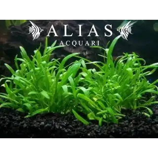 Lilaeopsis novae zelandiae