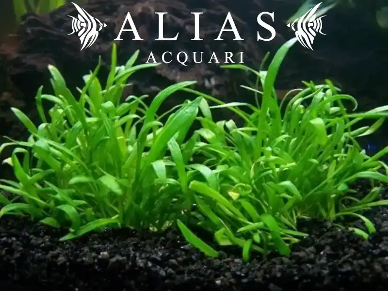 Lilaeopsis novae zelandiae