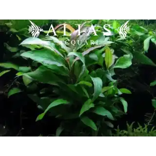 Nomaphila siamensis