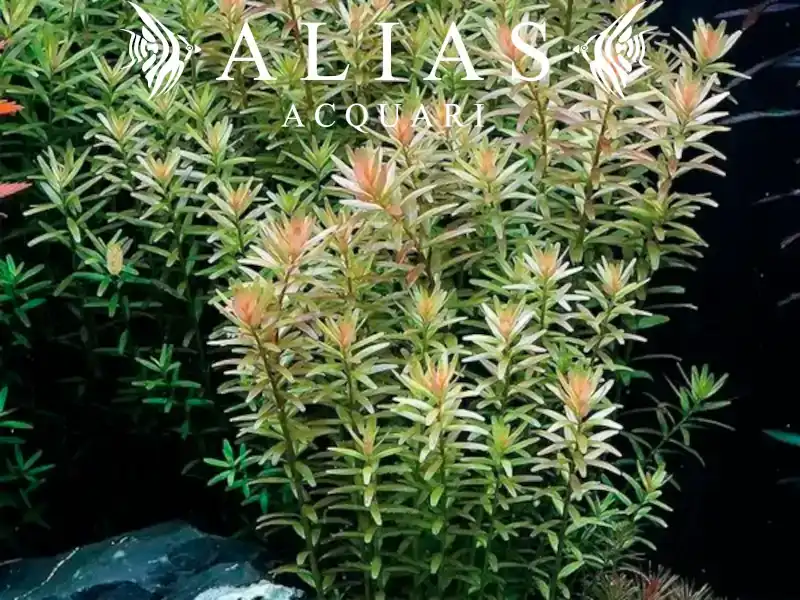 Rotala rotundifolia