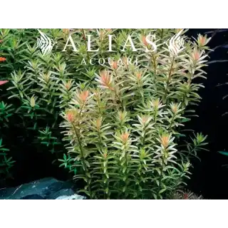 Rotala rotundifolia