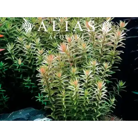 Rotala rotundifolia