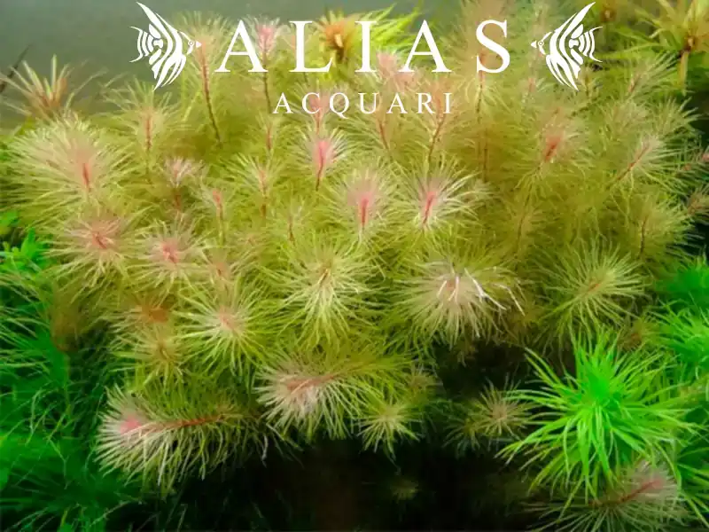 Rotala wallichii