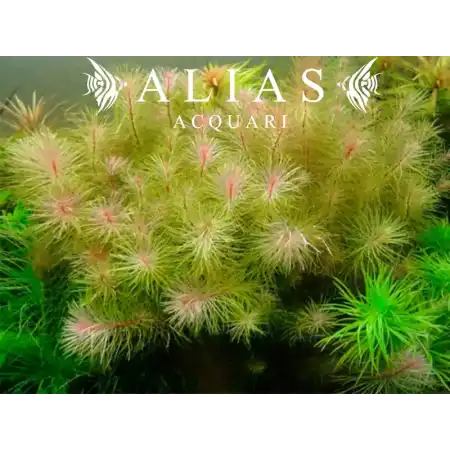 Rotala wallichii