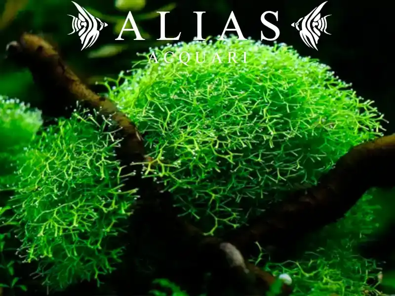 Riccia Fluitans