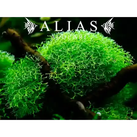 Riccia Fluitans