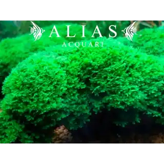 Monosolenium tenerum