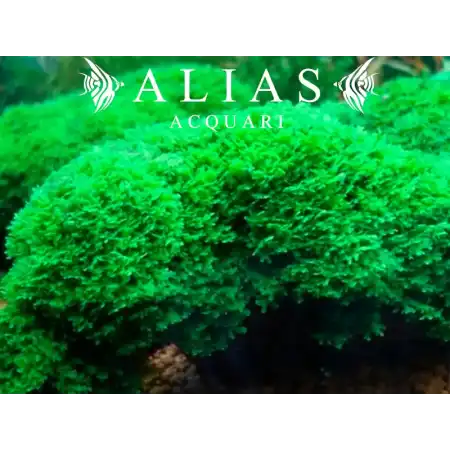 Monosolenium tenerum
