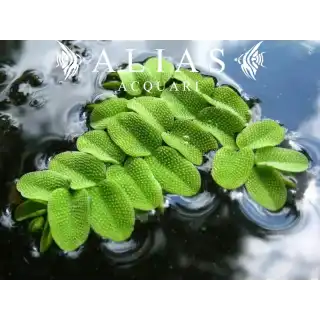Salvinia Natans