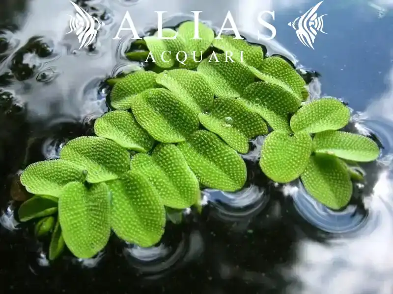 Salvinia Natans