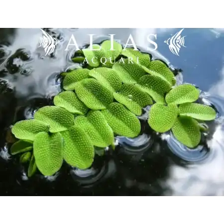 Salvinia Natans
