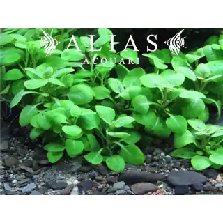 Lobelia Cardinalis mini