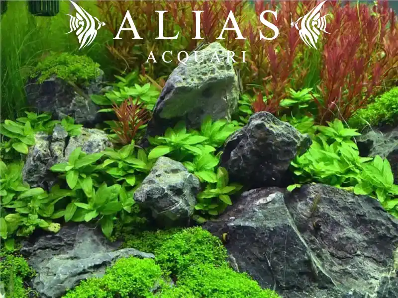 Staurogyne Repens