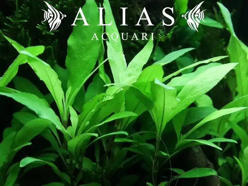 Hygrophila Siamensis