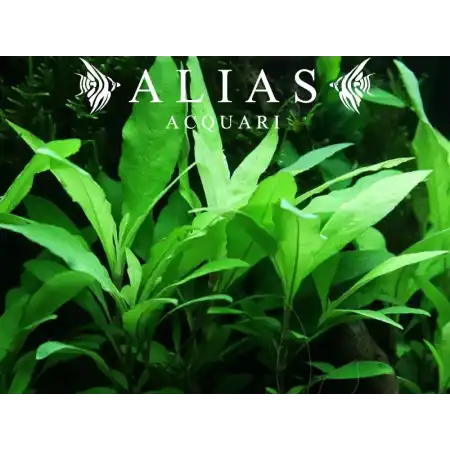 Hygrophila Siamensis