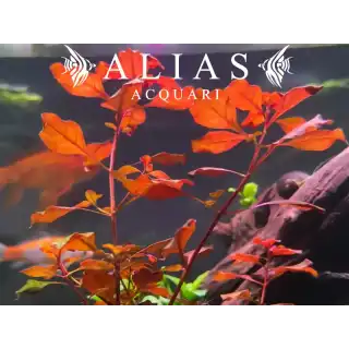 Ludwigia sp. Super Red