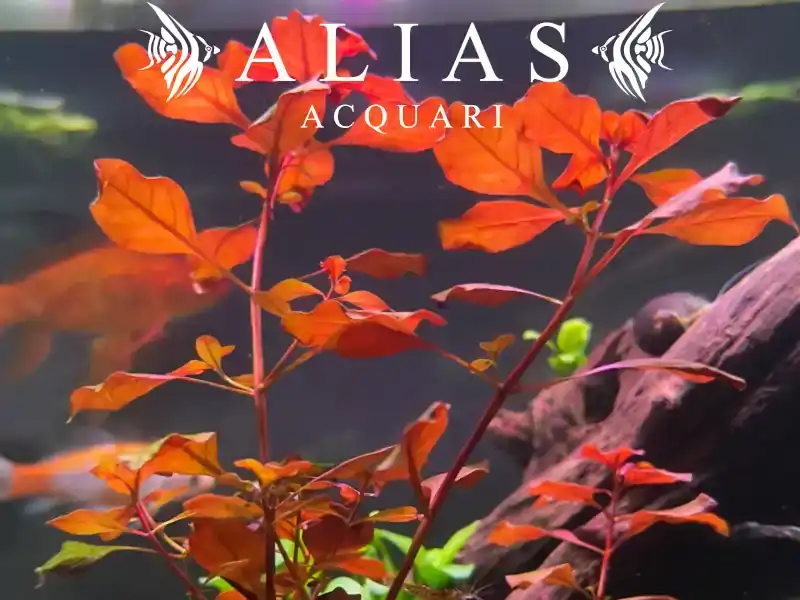 Ludwigia sp. Super Red