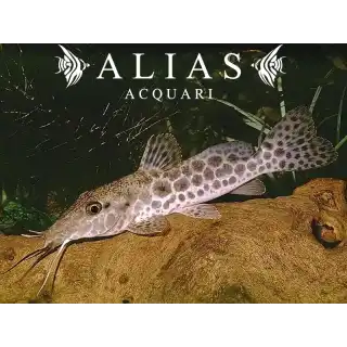 Auchenoglanis Occidentalis