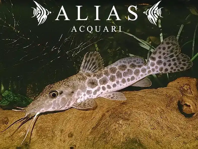 Auchenoglanis Occidentalis