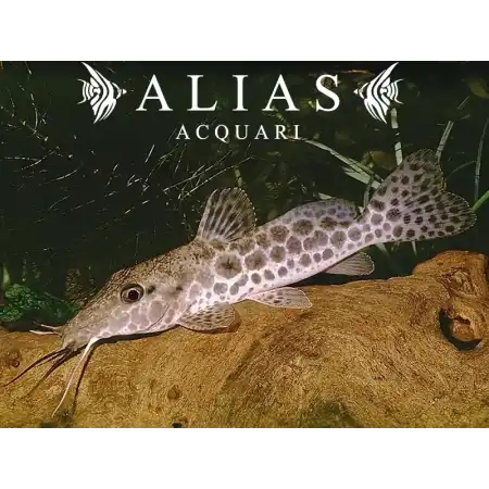 Auchenoglanis Occidentalis