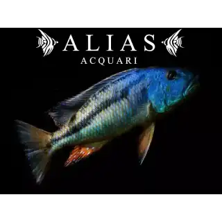 Aristochromis christyi