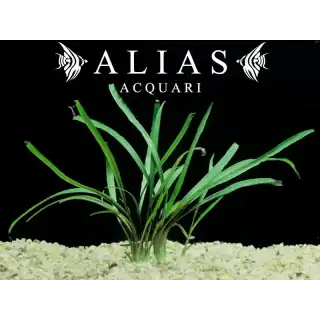 Cryptocoryne Spiralis