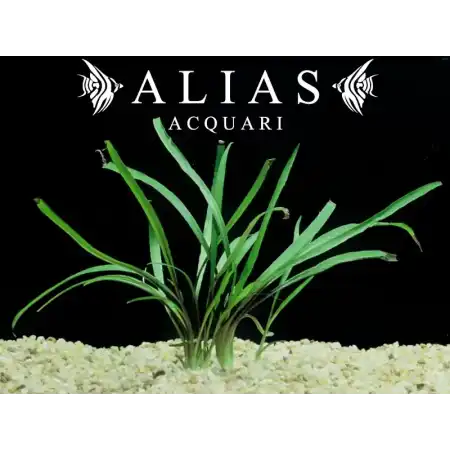 Cryptocoryne Spiralis