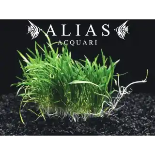 Lilaeopsis Brasiliensis
