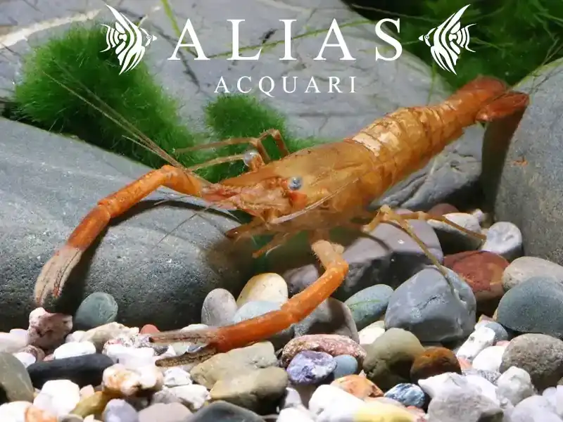 Macrobrachium Dayanum
