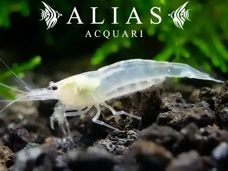 Amano Shrimp Snow White (Caridina Japonica)