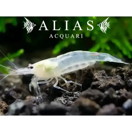 Amano Shrimp Snow White (Caridina Japonica)