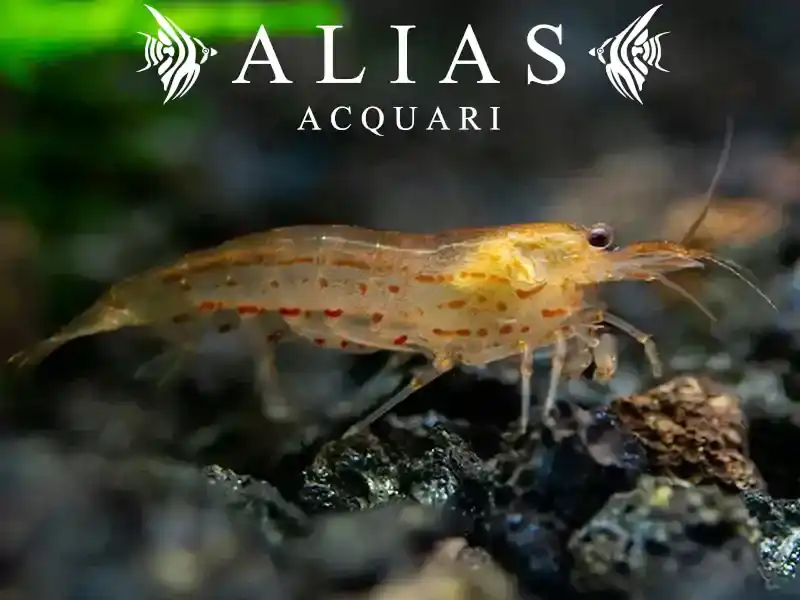 Amano Shrimp Orange (Caridina Japonica)