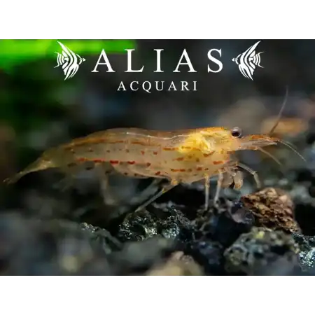 Amano Shrimp Orange (Caridina Japonica)