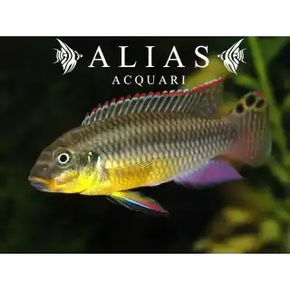 Pelvicachromis Taeniatus (Kribensis) nange