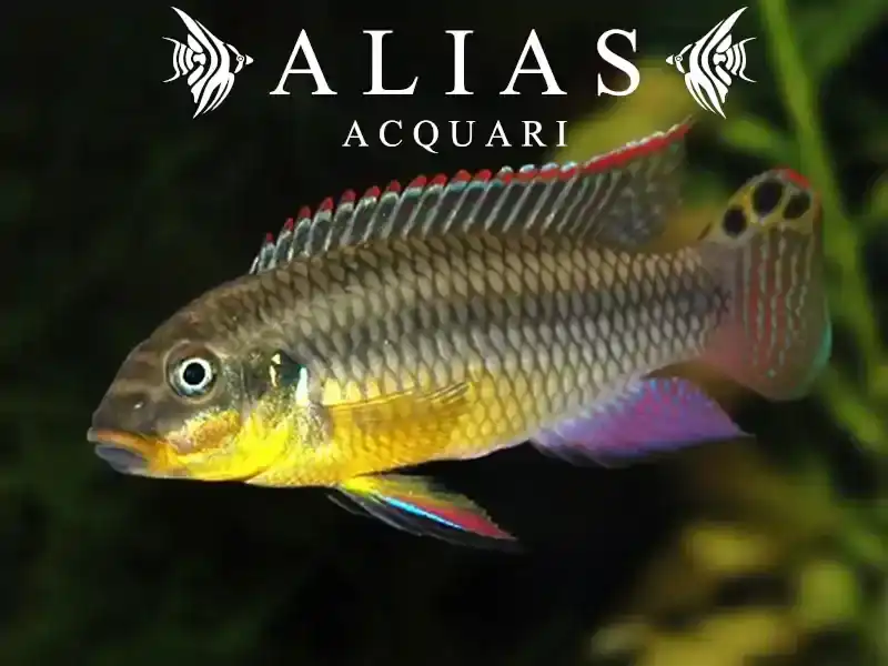 Pelvicachromis Taeniatus (Kribensis) nange