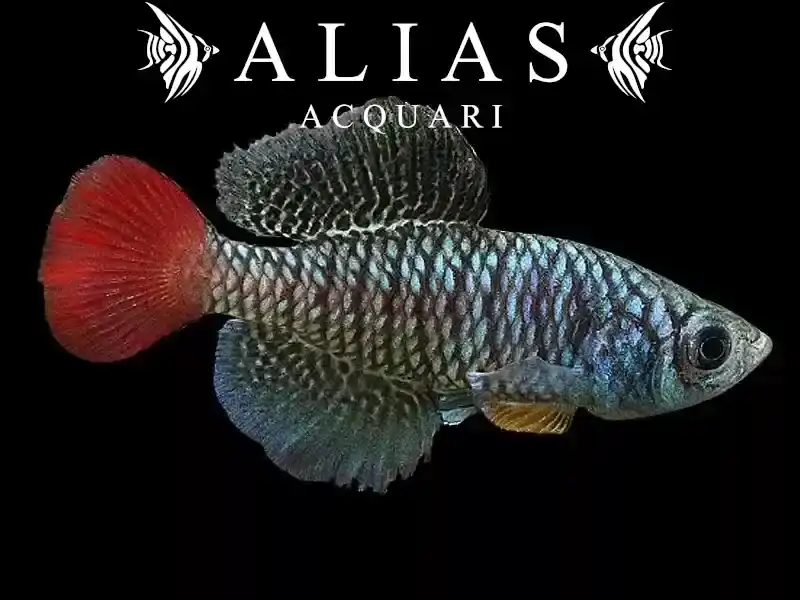 Nothobranchius Patrizii